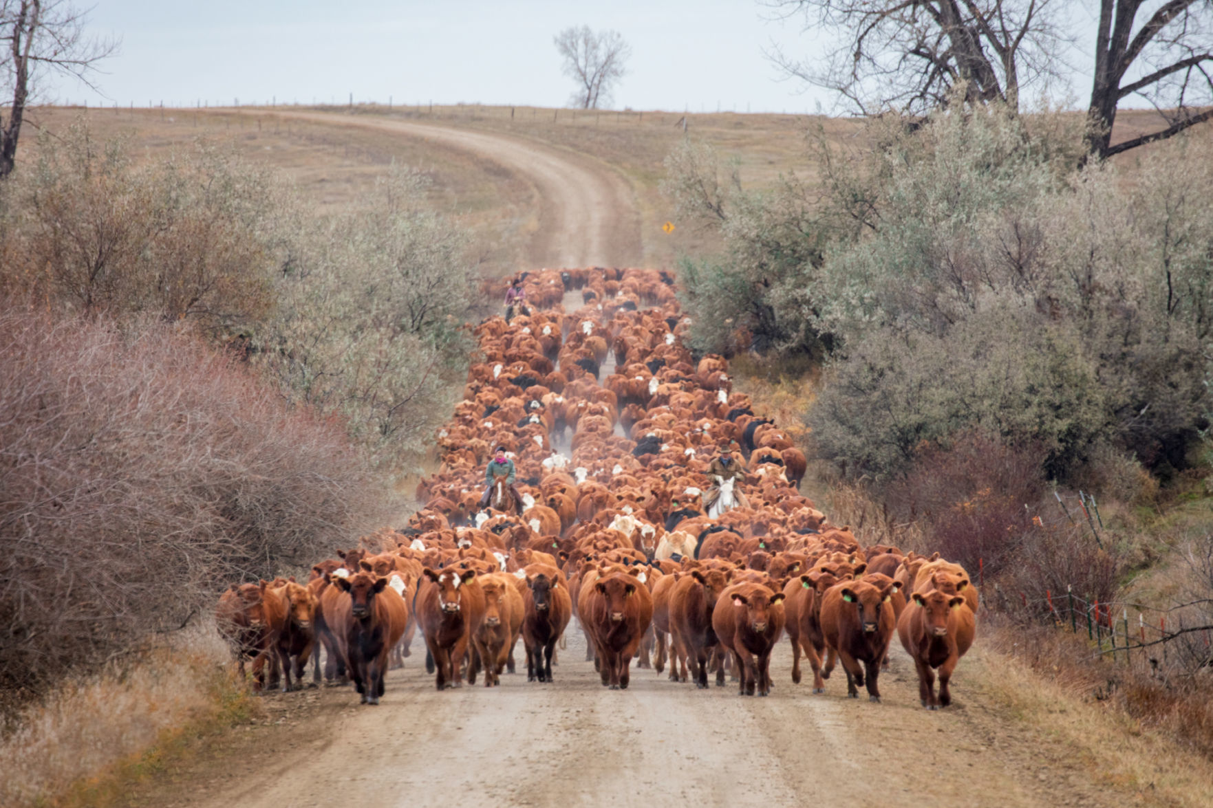 Long line of reds